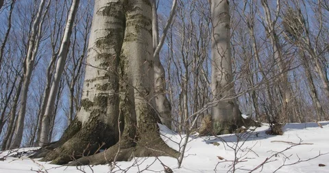 Sunny day in winter forrest, beech wood, 4k Stock Footage 87777350