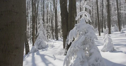 Sunny day in winter forrest, beech wood, 4k Stock Footage 87777385