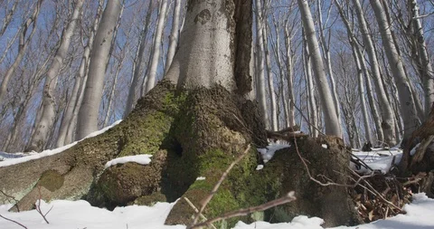 Sunny day in winter forrest, beech wood, 4k Stock Footage 87777522