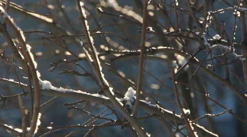 Sunny day in winter. Winter forest, trees in the snow. Stock Footage 67584990
