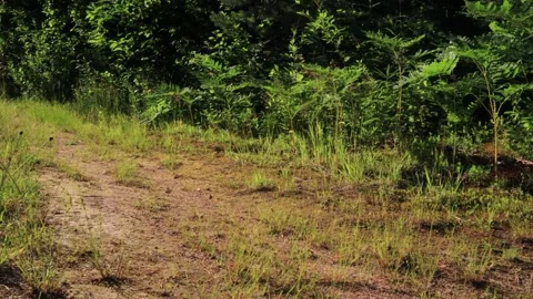 Sunny day in the woods in summer. Stock Footage 230357544