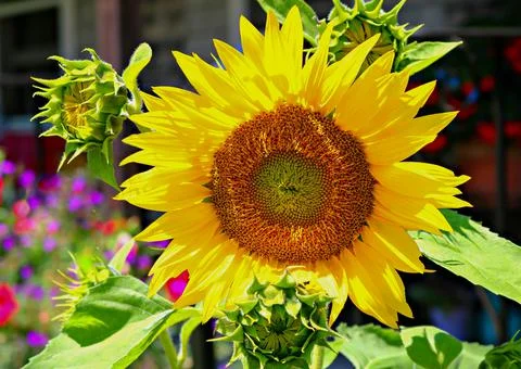Sunny Daze Stock Photos