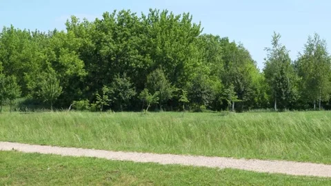 Sunny Dirt Path Through Green Grass and Trees Gentle Breeze Sways Foliage N.. 库存影片 336964395
