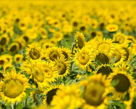 Sunny Disposition Stock Photos
