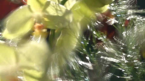 Sunny distorted summer garden view through defocused wet window. Stock Footage 99143098
