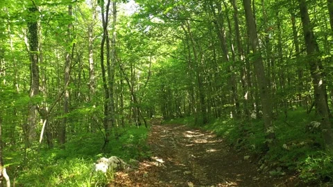 Sunny empty forest path 库存影片 337190909