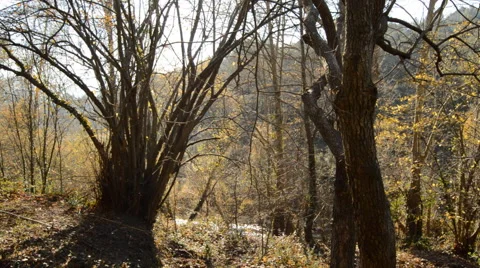 Sunny Evening in the Cold Forest Stock Footage 46967169