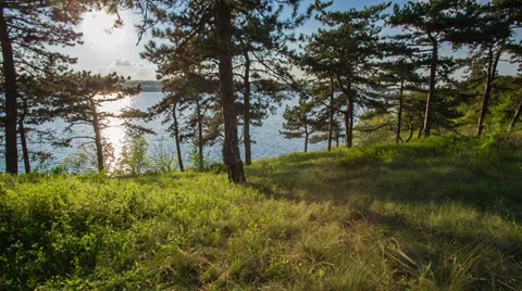 Sunny Evening In The Forest Video stock 37553457