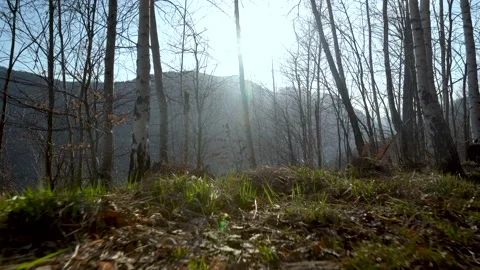 Sunny evening in forest Stock-Footage 152079500