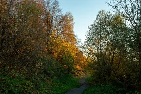 Sunny evening in the forest Foto stock
