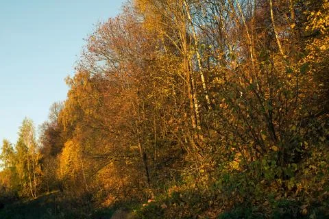 Sunny evening in the forest Stock Photos