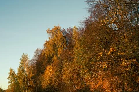 Sunny evening in the forest Stock Photos