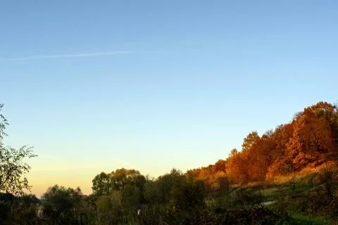 Sunny evening in the forest Stock Photos
