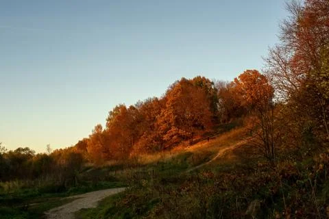 Sunny evening in the forest Stock Photos