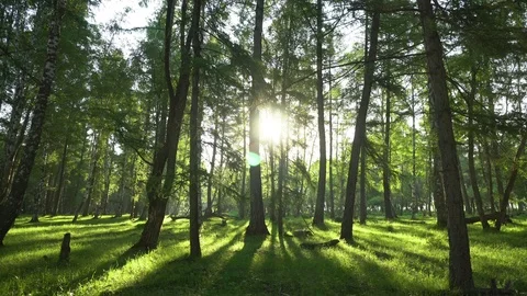 Sunny Evening in a Wild Forest. Camera movement. 4K. Stock Footage 116455263