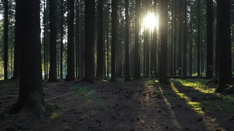 Sunny Evening in a Wild Forest Stock Footage 92589344