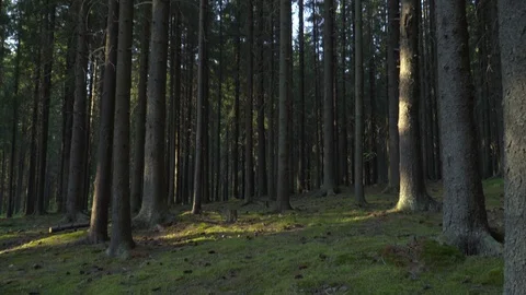 Sunny Evening in a Wild Forest Stock Footage 92589766