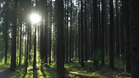 Sunny Evening in a Wild Forest Stock Footage 92590511