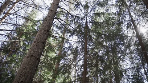 Sunny Evening in a Wild Forest Stock Footage 130165336
