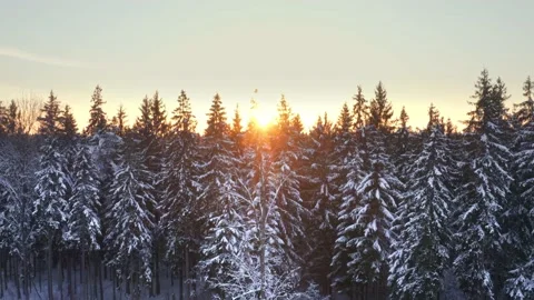 Sunny evening in winter forest, sunset, snow covered frozen trees in sun beams Video stock 160996770