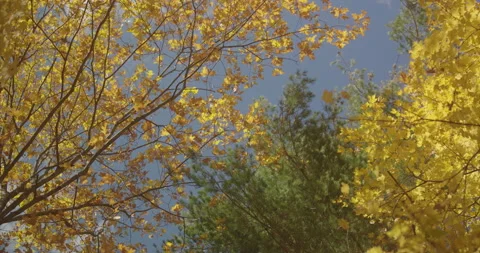 Sunny Fall day Stock Footage 142158222