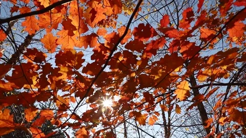 SUNNY FALL DAY LOOKING UP THROUGH THE LEAVES 60FPS Stock Footage 302502319