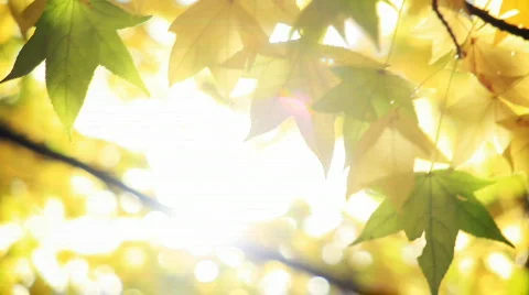 Sunny fall leaves Stock Footage