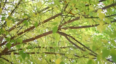 Sunny Fall Leaves Stock Footage 44203251