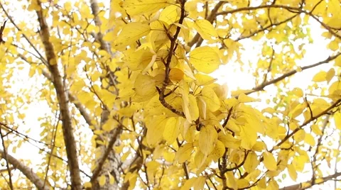 Sunny Fall Leaves Stock Footage 44203272