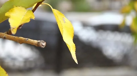 Sunny Fall Leaves Stock Footage 44203280