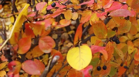 Sunny Fall Leaves Stock Footage 44203294