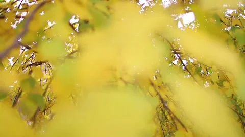 Sunny Fall Leaves Stock Footage 44203298