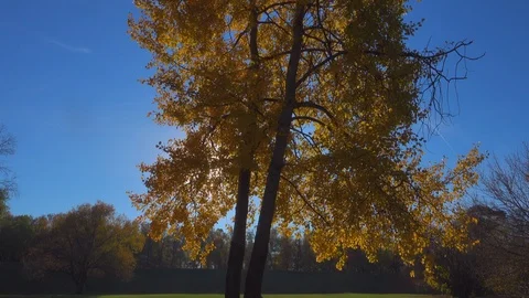 Sunny fall leaves Stock Footage 96523803