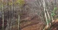 Sunny fall season in beech mountain forest with bushes and trees stock footage 4k or 4k+ Resolution