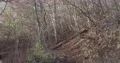 Sunny fall season in beech mountain forest with bushes and trees stock footage 4k or 4k+ Resolution