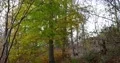 Sunny fall season in beech mountain forest with bushes and trees stock footage 4k or 4k+ Resolution
