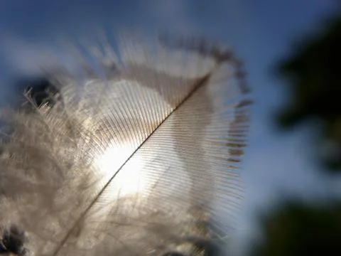 Sunny Feather Stock Photos