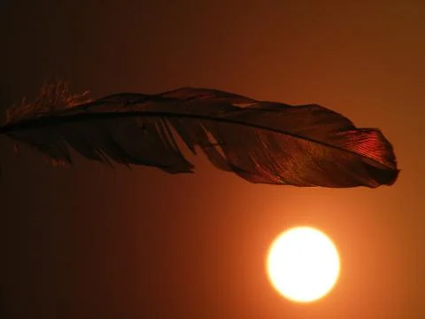 The sunny feather Stock Photos