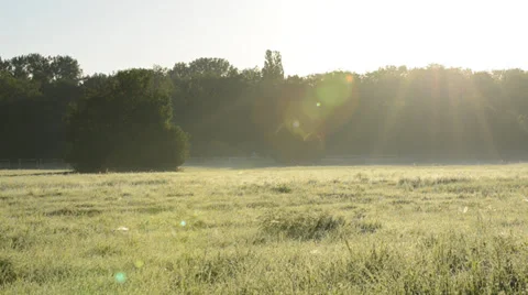 Sunny Field Video stock 25929885