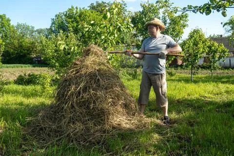 In a sunny field, a man is stacking hay into a large pile. He uses a wooden.. Stock Photos