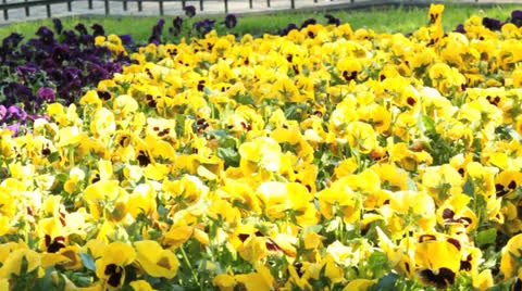 Sunny field of pansies Video stock 24284273