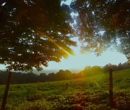 Sunny field  Stock Photos