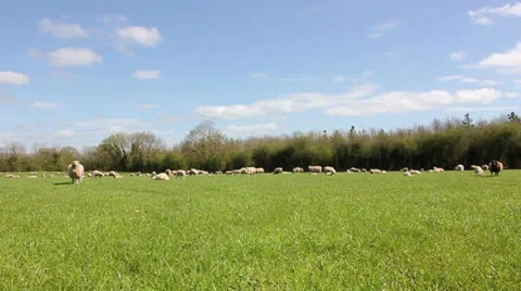 Sunny field with sheep Video stock 23040186