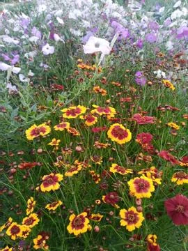 Sunny fields Фото