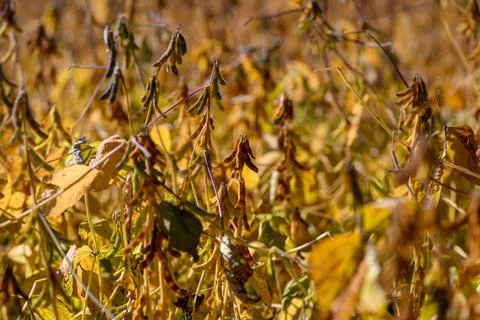Sunny fields with ripening soybeans, Profuse soybean plants mature under warm au Stock Photos