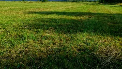Sunny filed with mountain background Stock Footage 100279671