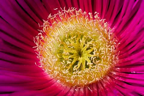 Sunny Flower Stock Photos