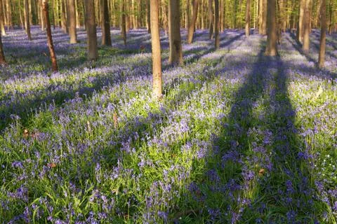 Sunny flowering beech forest Foto stock