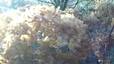 Sunny flowers in the winter forest Stock Footage 77864135