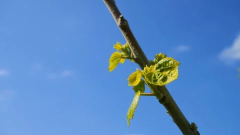 Sunny footage of a growing leaf in the springtime, against clear blue sky. Stock Footage 293162400